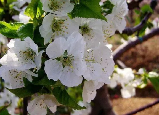 颜色花|车厘子花是什么颜色的