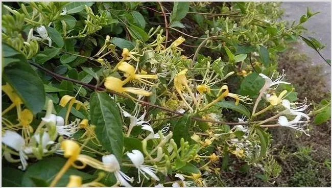 金银花烂根怎么处理 | 耕种资料