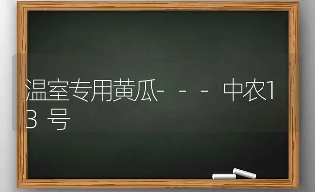 温室专用黄瓜---中农13号 | 蔬菜种植