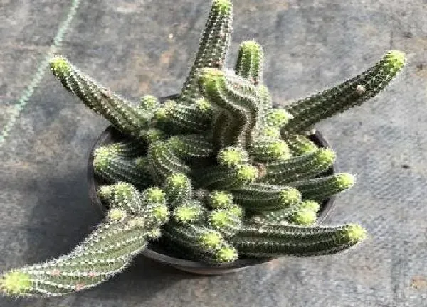 植物移栽|仙人指在什么时候换盆合适（仙人指换盆注意事项与技巧）