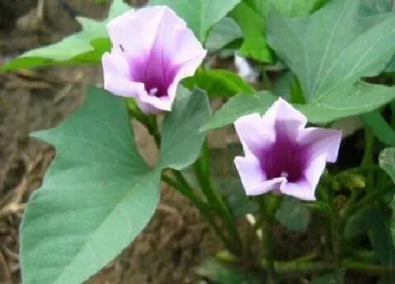 植物百科|山芋开花吗 开花在什么时候