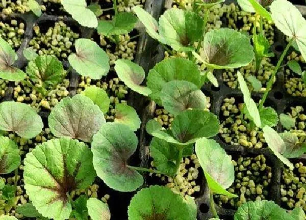 植物发芽|冬寒菜种子多久发芽