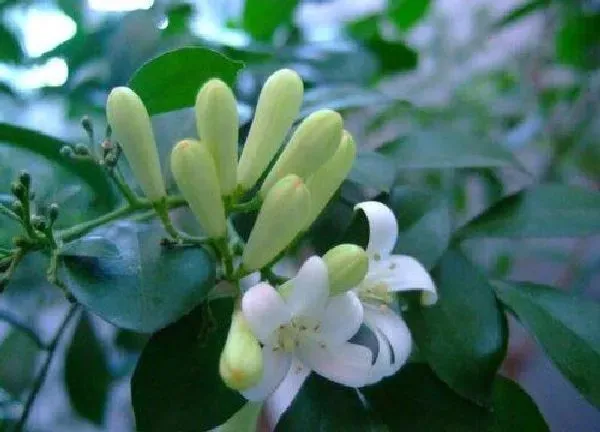 养殖方法|香水兰开完花怎么办