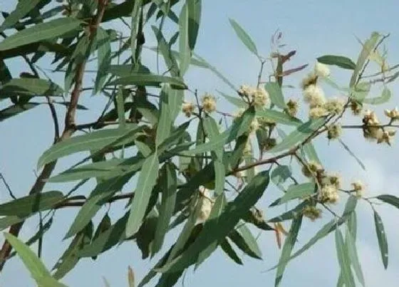 植物排行|桉树什么品种最好