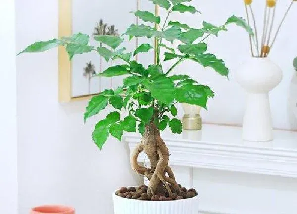 植物换土|绿宝树换土时间和方法