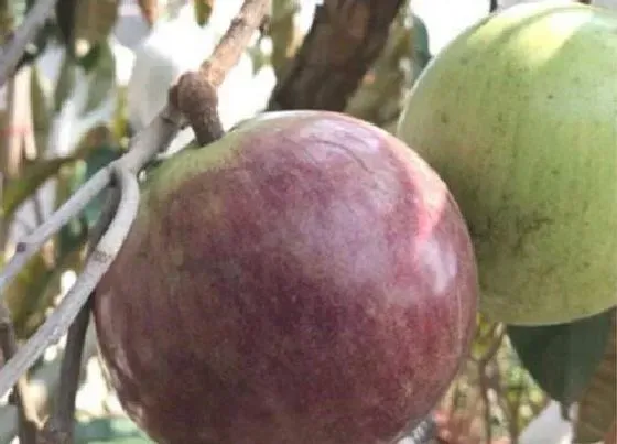 食用技巧|对叶榕果实怎么吃 食用对叶榕果实的功效与作用