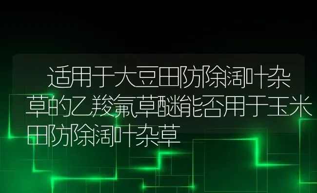 适用于大豆田防除阔叶杂草的乙羧氟草醚能否用于玉米田防除阔叶杂草 | 粮油作物种植