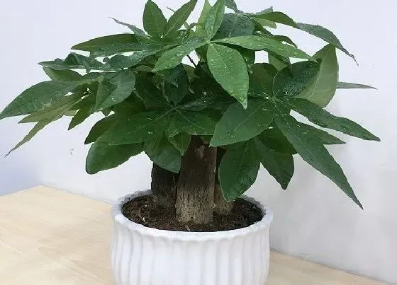 摆放常识|发财树适合放哪里（发财树盆栽客厅摆放示意图及禁忌）