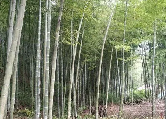 冬天植物|竹子耐寒吗（竹子冬天能耐多少度低温）