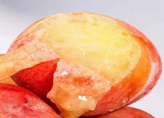 食用科普|水蜜桃一天吃几个最好