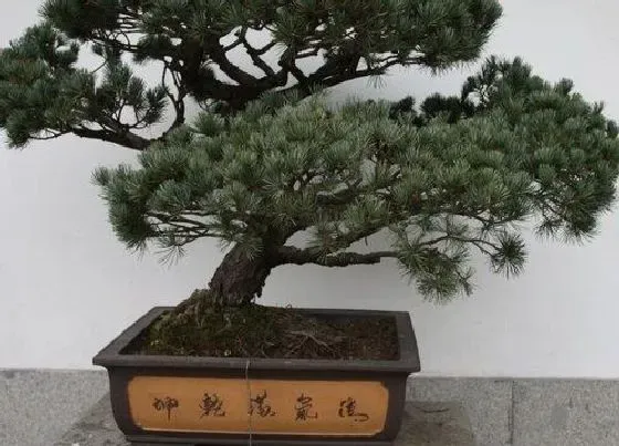 植物寓意|五针松的风水寓意和摆放位置