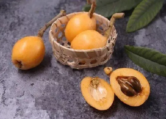 种植管理|枇杷核可以种吗