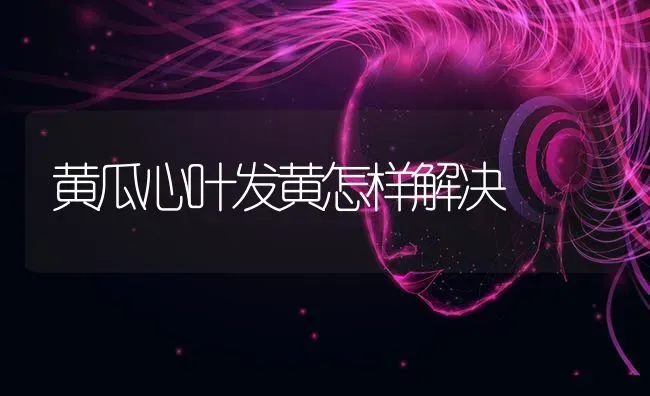 黄瓜心叶发黄怎样解决 | 蔬菜种植