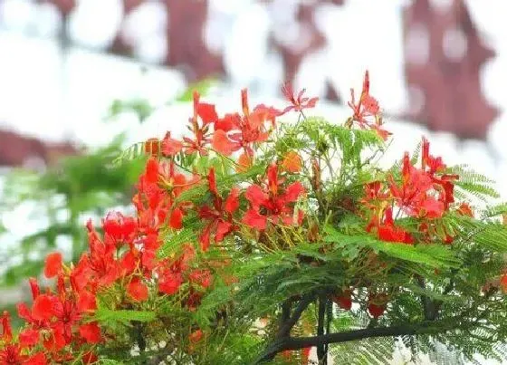 植物寓意|象征涅盘重生的花 什么花的花语代表着涅槃重生