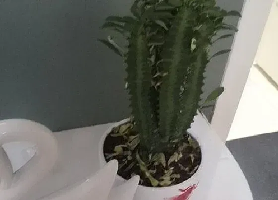 种植长叶|龙骨不长叶子怎么办