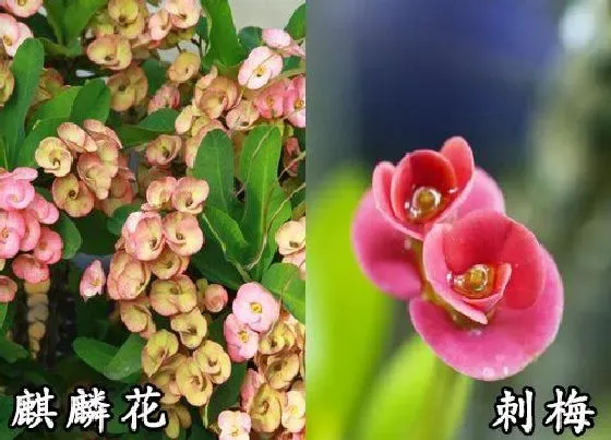 植物种类|麒麟花和刺梅是一种花吗