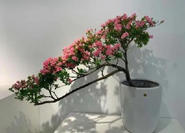 盆景|杜鹃老桩养殖方法和养护事项
