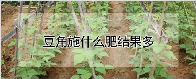 豆角施什么肥结果多 | 种植资料