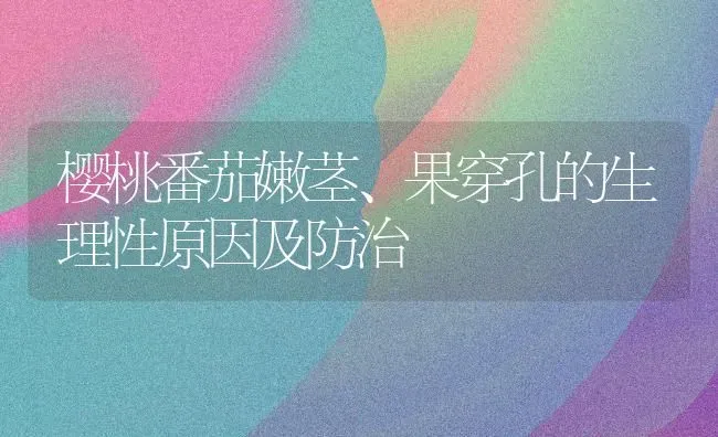 樱桃番茄嫩茎、果穿孔的生理性原因及防治 | 瓜果种植