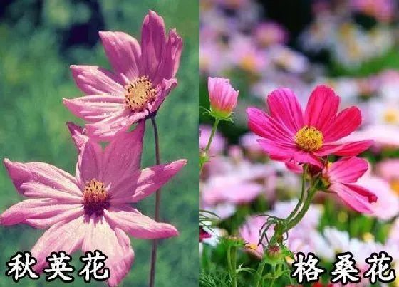 植物种类|秋英花和格桑花是一种花吗