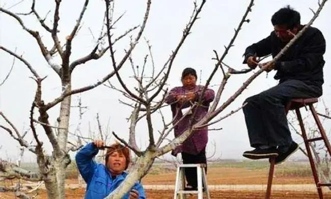 植物修剪|苹果树冬季什么时候修剪最好，苹果树冬剪好还是春剪好）