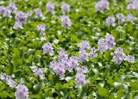 植物种类|水葫芦是藻类植物吗