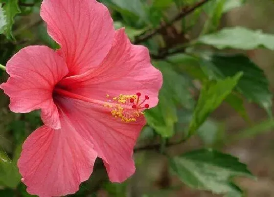 植物排行|红色植物有哪些