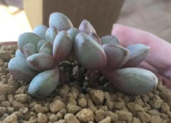 植物寓意|多肉开花预示着什么意思