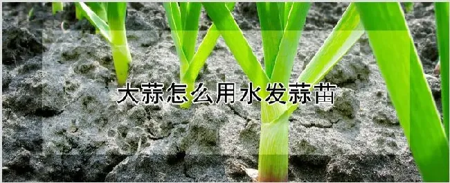 大蒜怎么用水发蒜苗 | 耕种资料