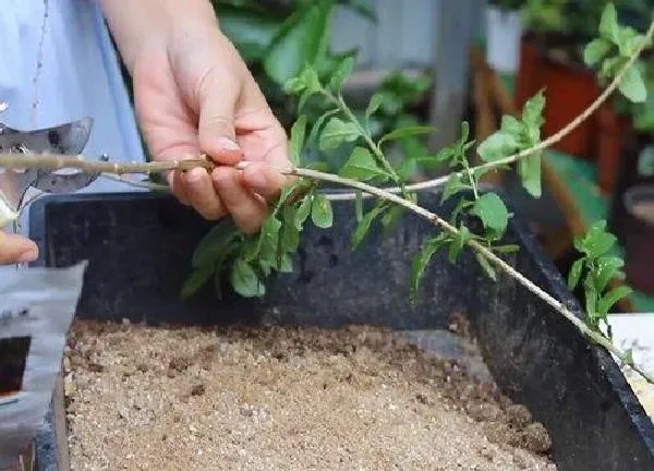 植物扦插|枸杞几月份扦插最好