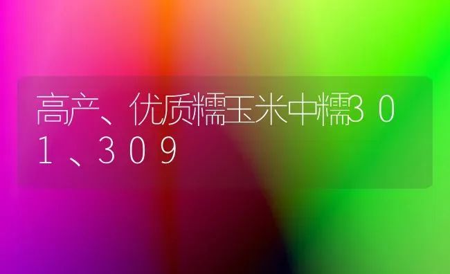 高产、优质糯玉米中糯301、309 | 粮油作物种植