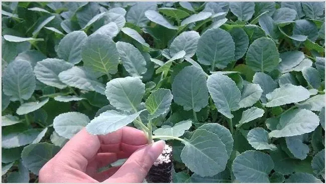 西兰花种植管理技巧 | 农业技术
