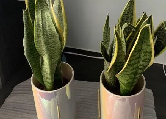 摆放常识|教室适合放什么植物