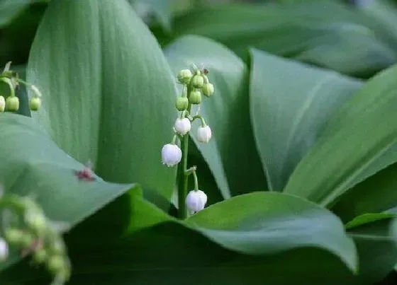 植物种类|铃兰是多年生植物吗