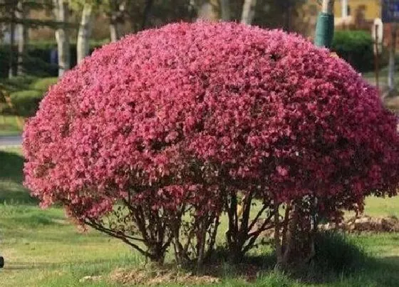 植物百科|红积木树值钱吗 市场价格