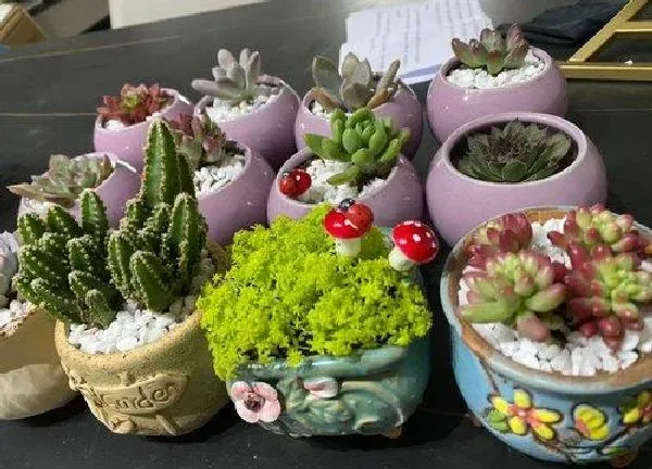 植物浇水|茶叶水可以浇多肉植物吗