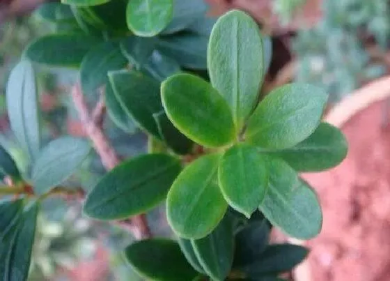 绿植|适合室外植物墙的植物品种 哪些植物适合生态墙栽种