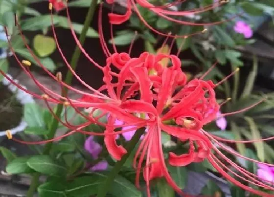 花朵|彼岸花的特点