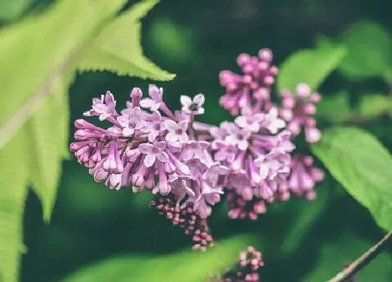 叶子发黑|丁香花叶子发黑怎么办