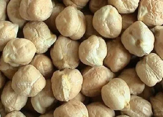 生长环境|怎样挑选天麻最好 天麻怎么区分质量好坏