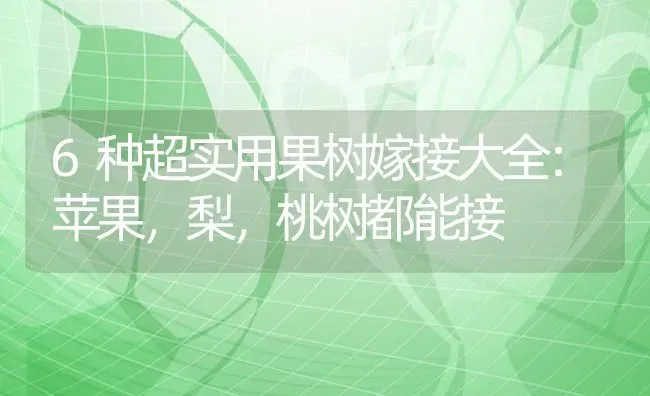 6种超实用果树嫁接大全：苹果，梨，桃树都能接 | 瓜果种植