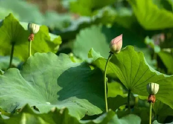 绿植|黏质土壤适合种植什么植物 粘土适宜生长的植物