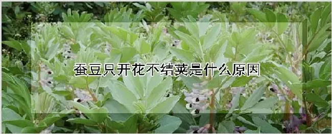 蚕豆只开花不结荚是什么原因 | 种植技术
