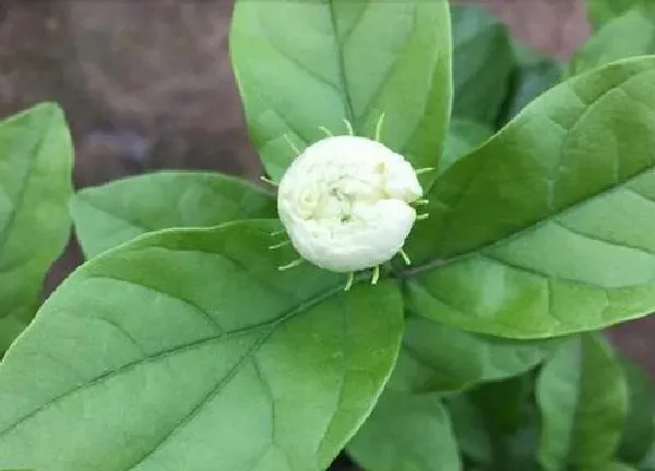 养殖科普|茉莉怕太阳晒吗