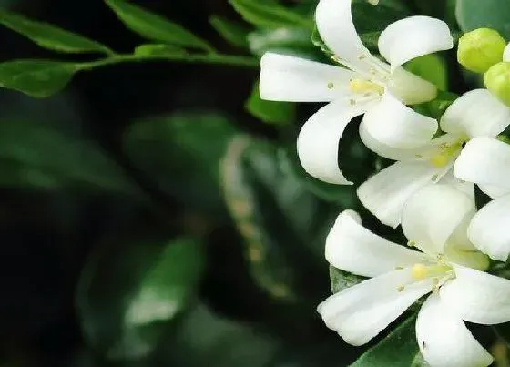 开花时间|九里香多久能开花