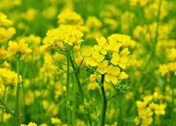种植管理|油菜花几月份种植合适