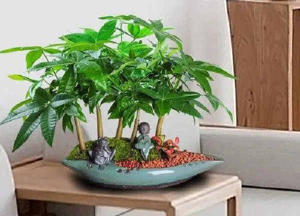 盆景|小发财树盆景怎么养护方法