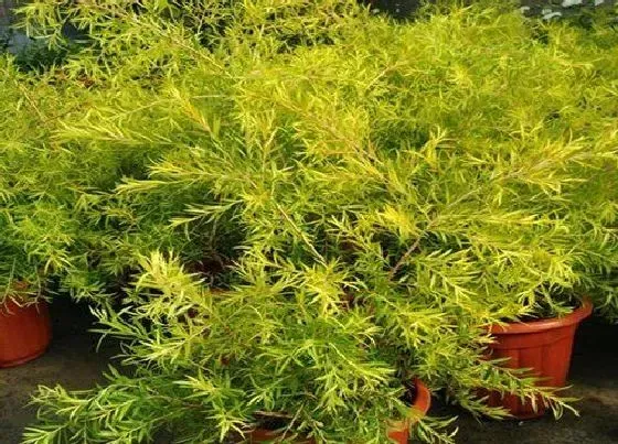 植物百科|柳树属于什么植物类型