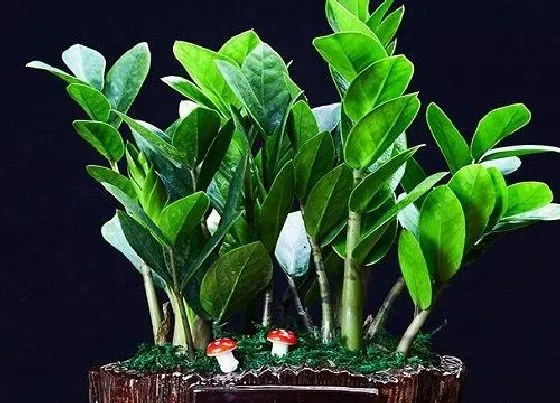 植物毒性|金钱树有毒吗 能在家里养吗