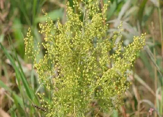 植物百科|黄花蒿属于什么植物类型